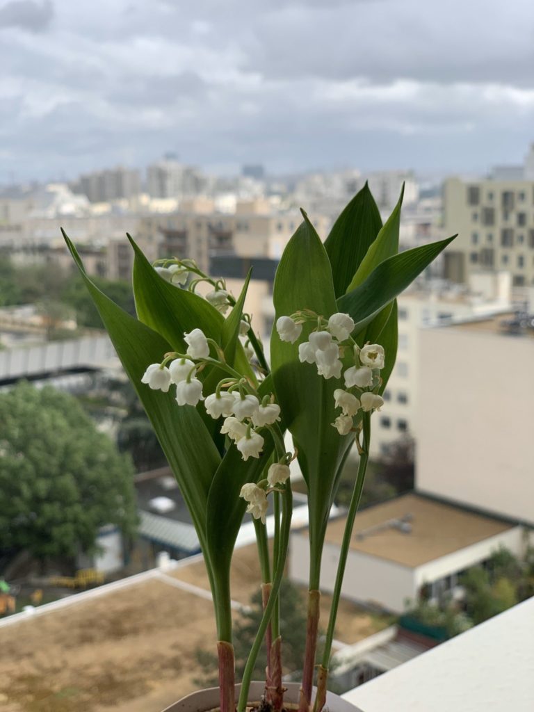 Brins de muguet pour ce 1er mai